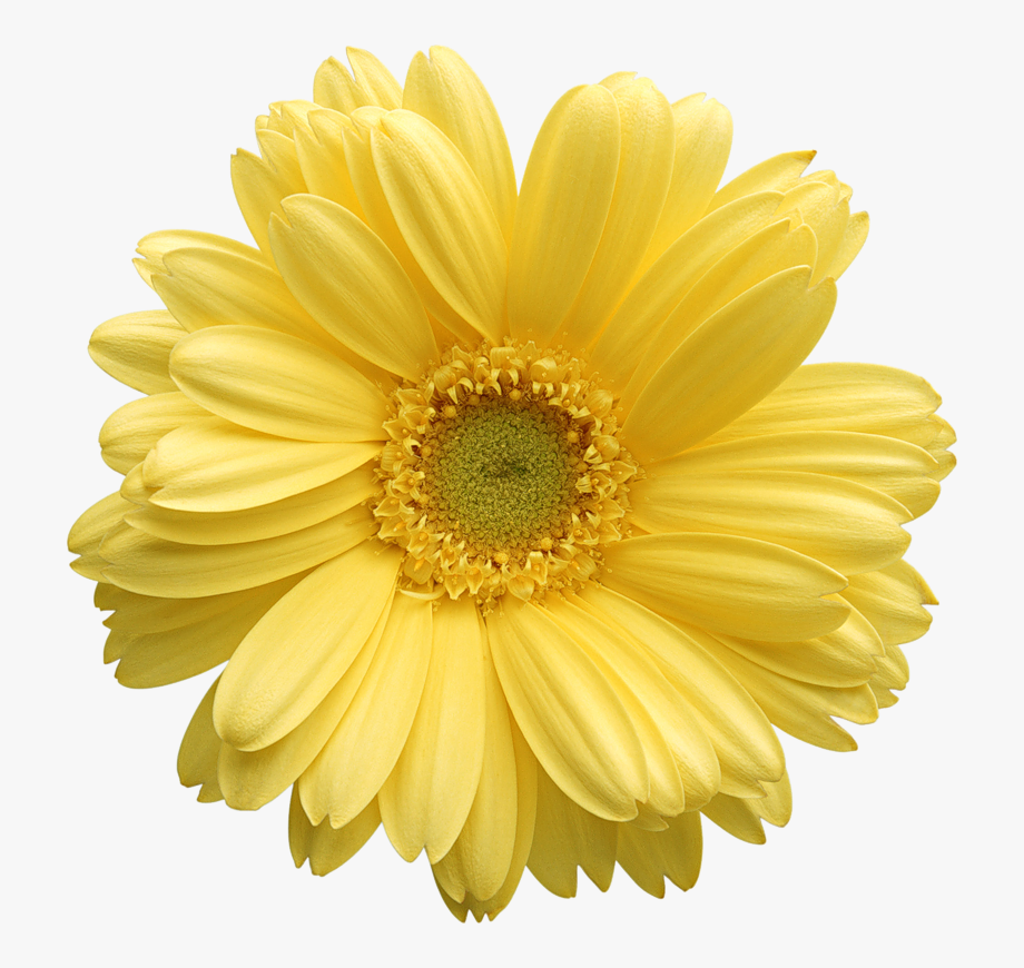 Daisy clipart realistic. Free public domain flower