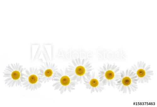 daisies clipart row flower