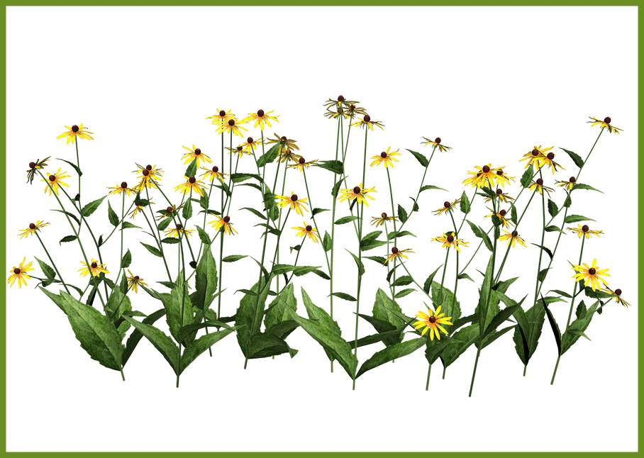 daisies clipart rustic