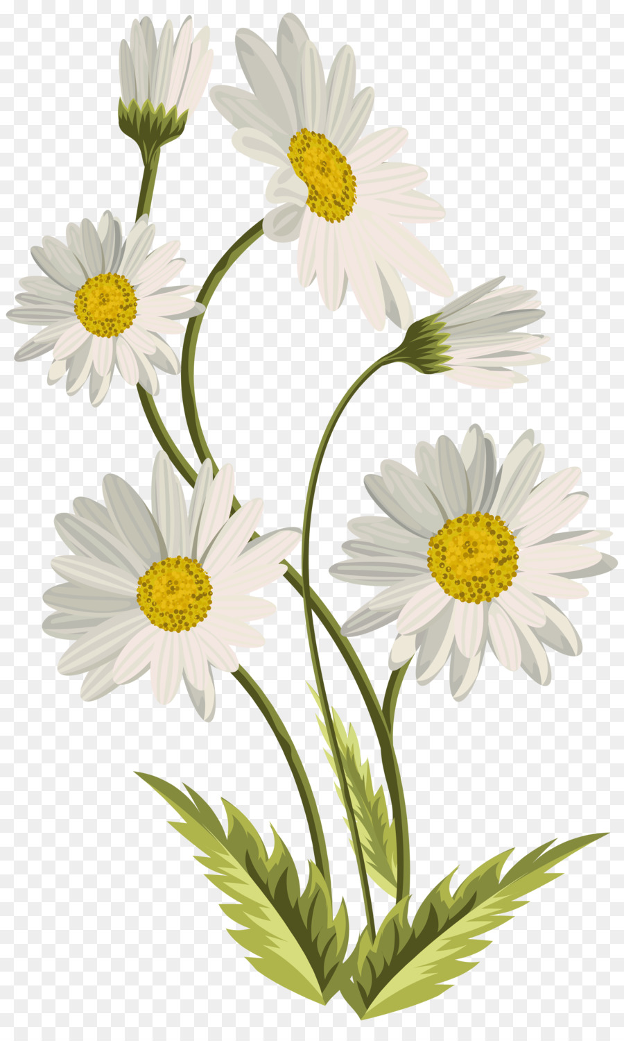 daisies clipart shasta daisy