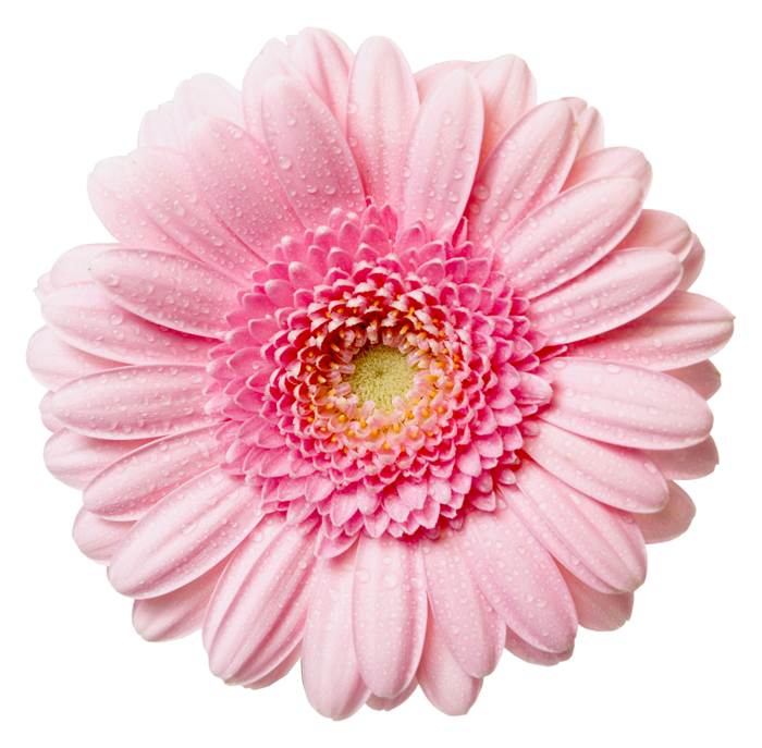 Daisies clipart small daisy. Gerbera pink free collection