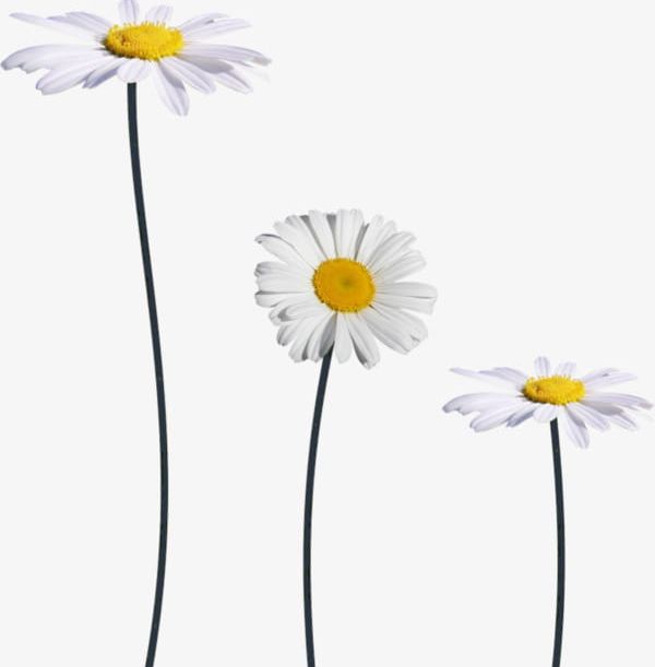 Daisies clipart small daisy. White png 