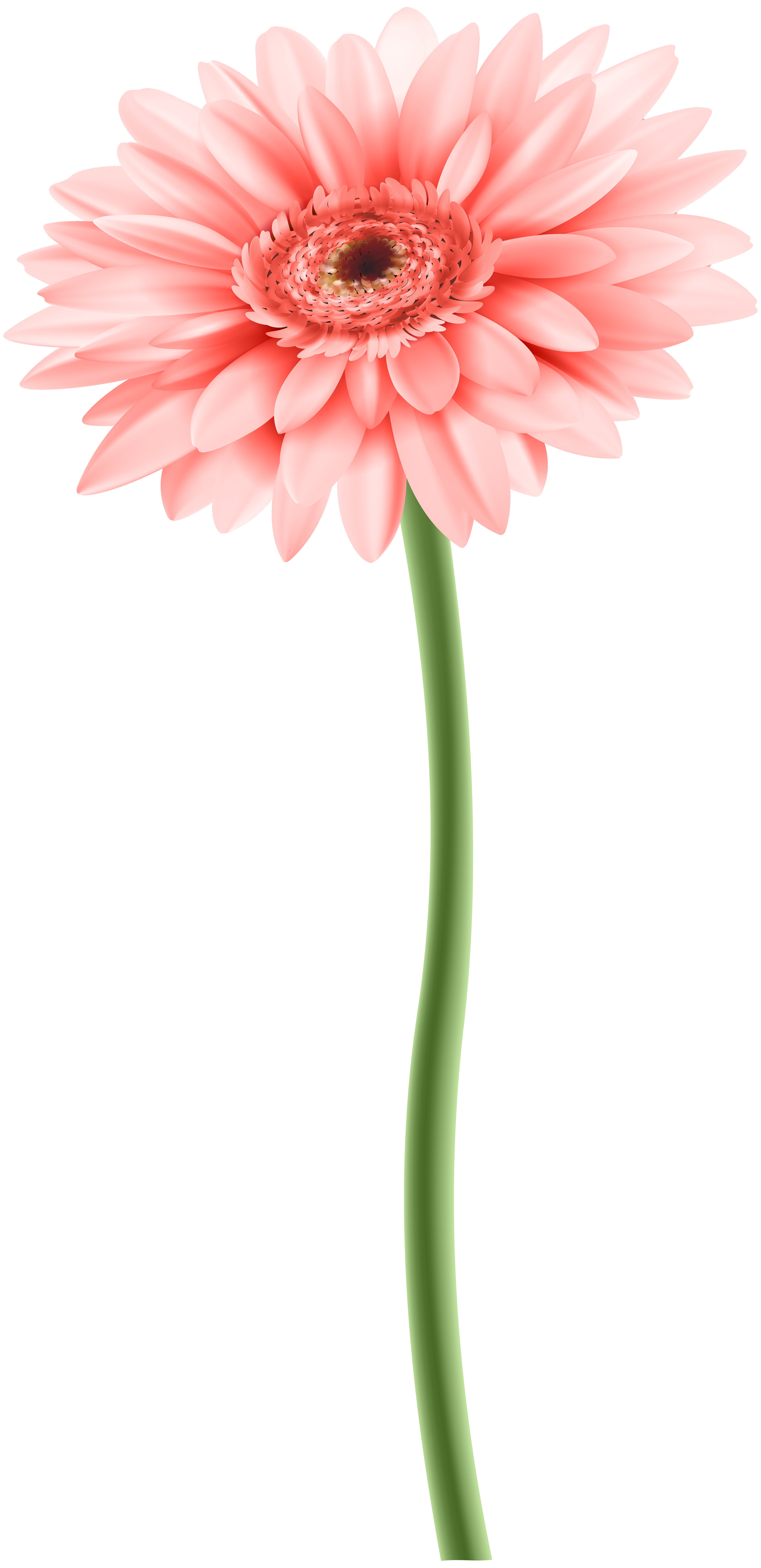 daisy clipart gerber daisy