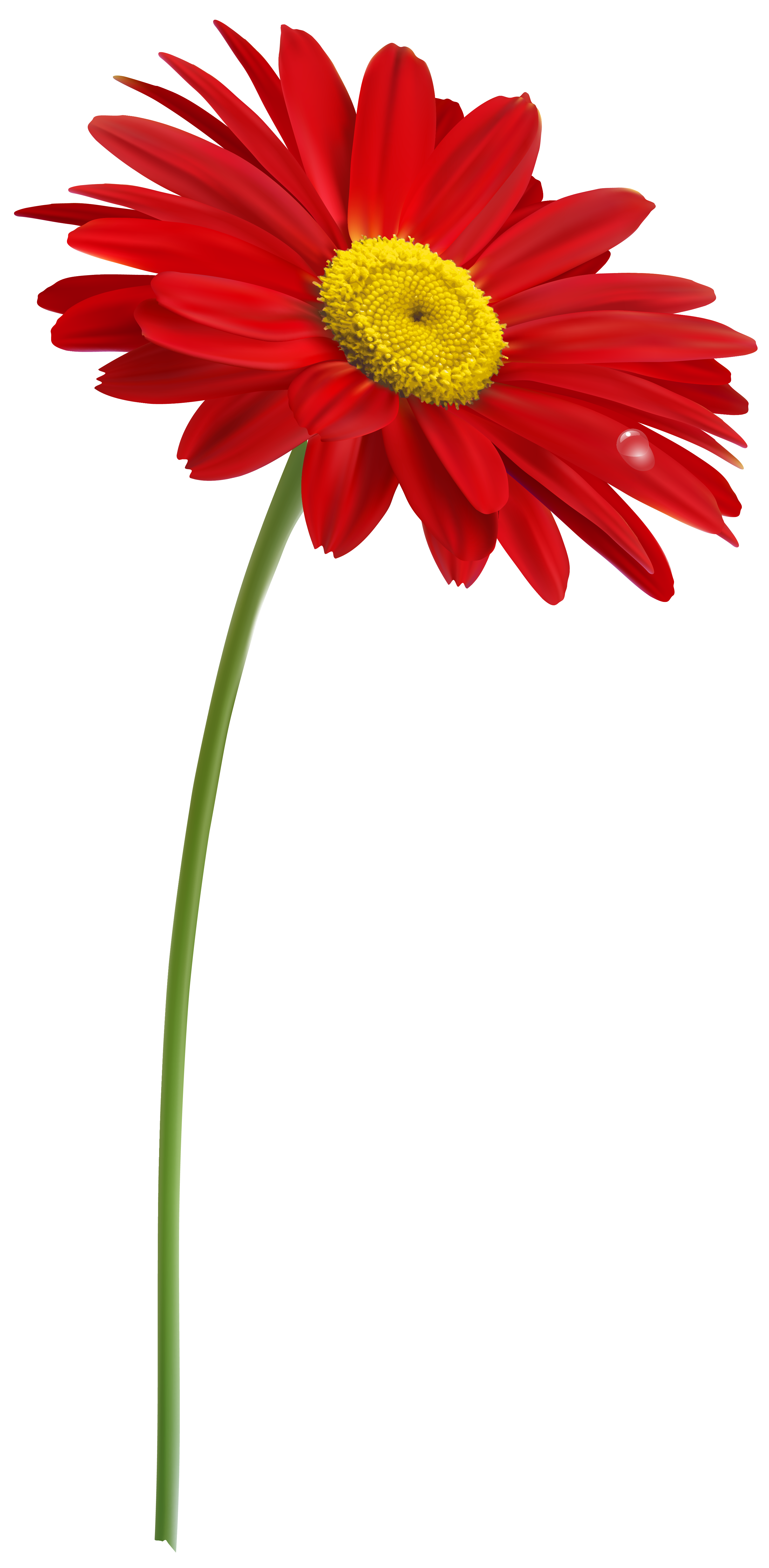 Daisies clipart stem. Red gerber with png