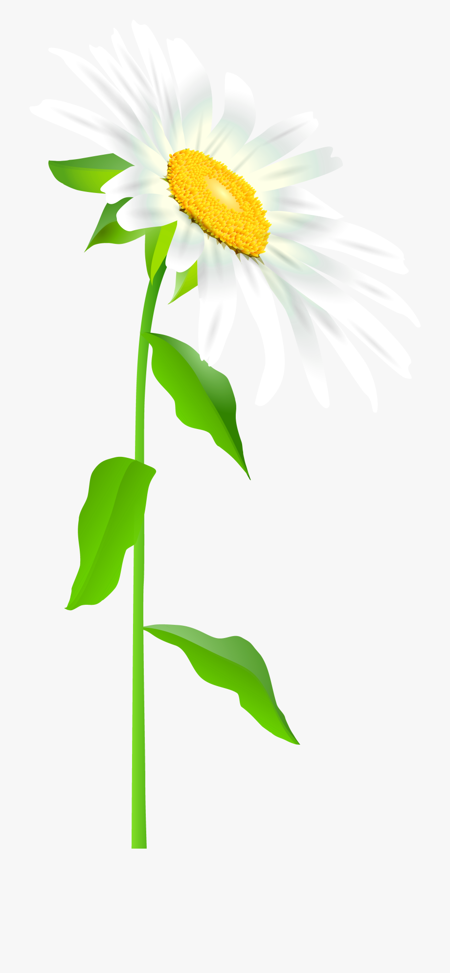 Daisies clipart stem. Picture transparent stock daisy