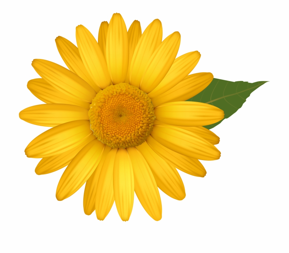 daisies clipart sunflower