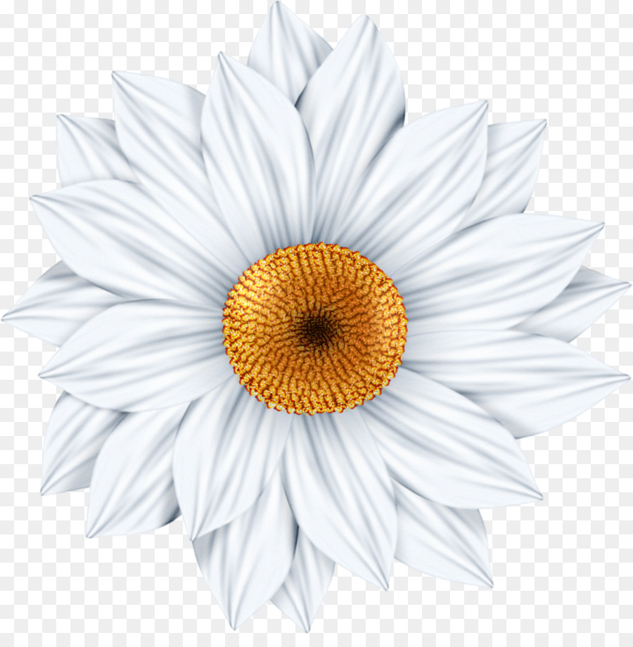 daisies clipart sunflower