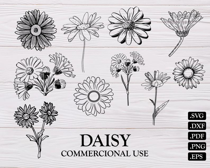 Daisies clipart svg, Daisies svg Transparent FREE for download on