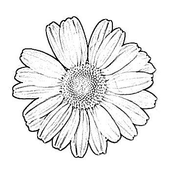daisy clipart line drawing flower