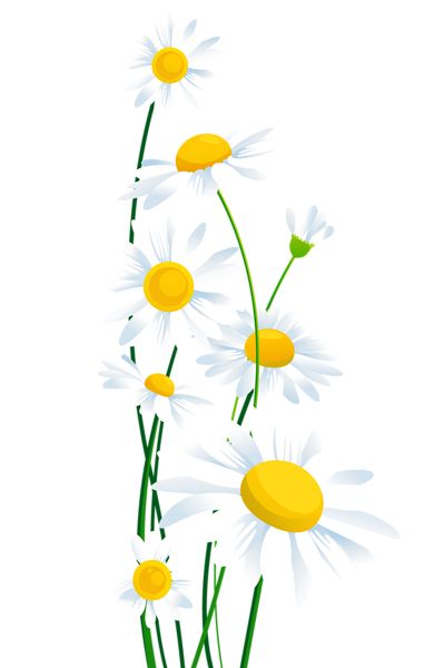 Free daisy cliparts download. Daisies clipart transparent background