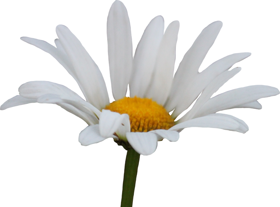 Daisy png images free. Daisies clipart transparent background