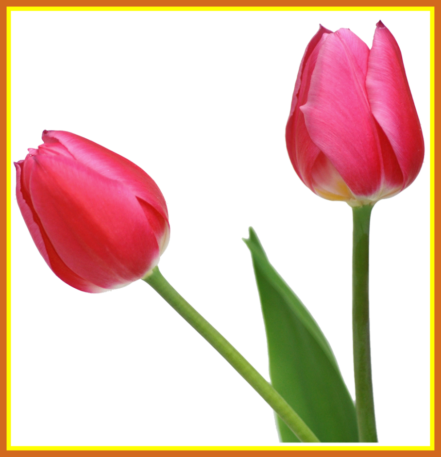 Appealing transparent tulips png. Daisies clipart tulip