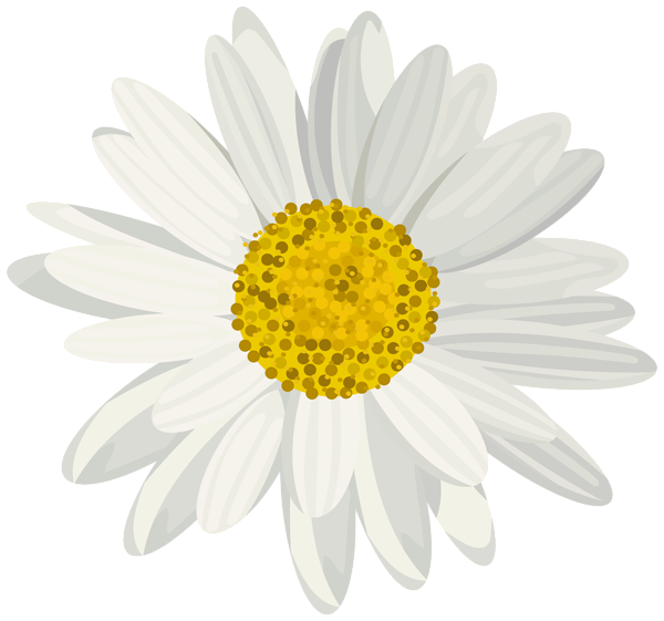 daisies clipart turquoise