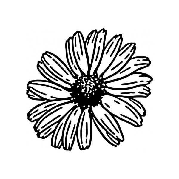 daisy clipart vector
