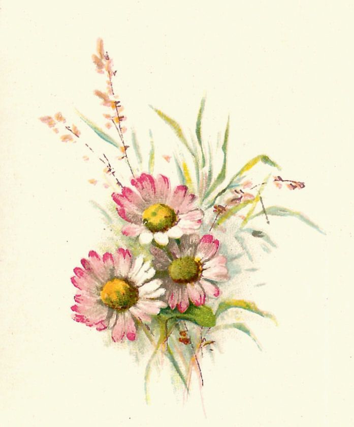 Antique images free flower. Daisies clipart vintage