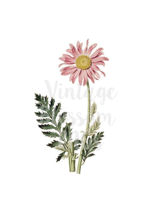 Daisies clipart vintage. Daisy flower illustration digital