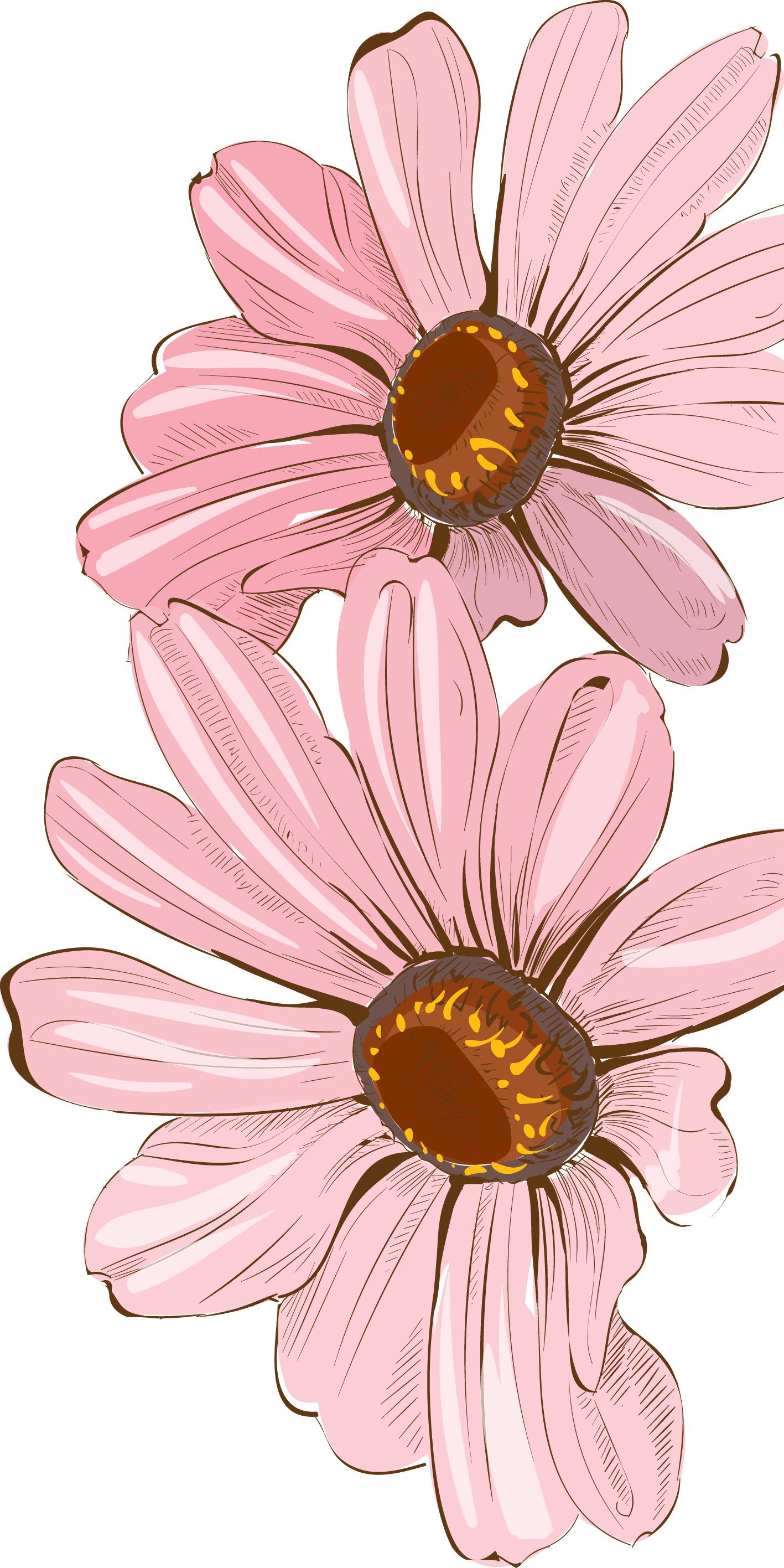 Daisies clipart watercolor. Drawing painting floral design