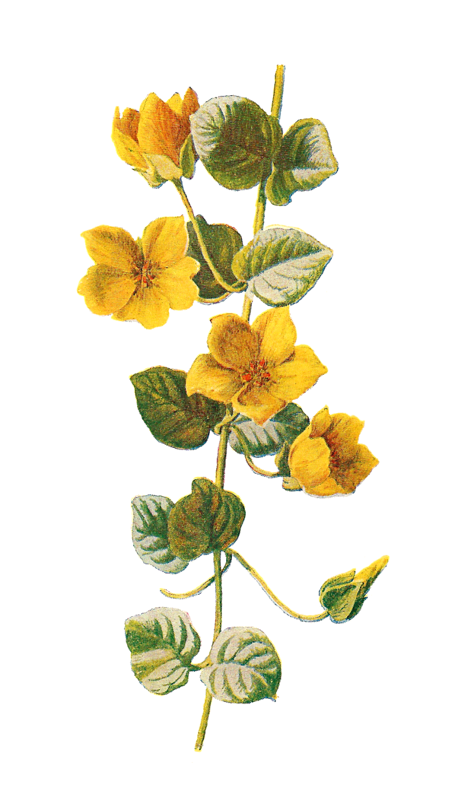 Free Free 119 Transparent Wildflower Svg Free SVG PNG EPS DXF File