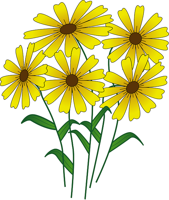 daisy clipart field daisy