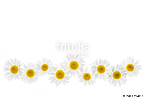 Daisies clipart yellow floral border. Daisy flower stock photo