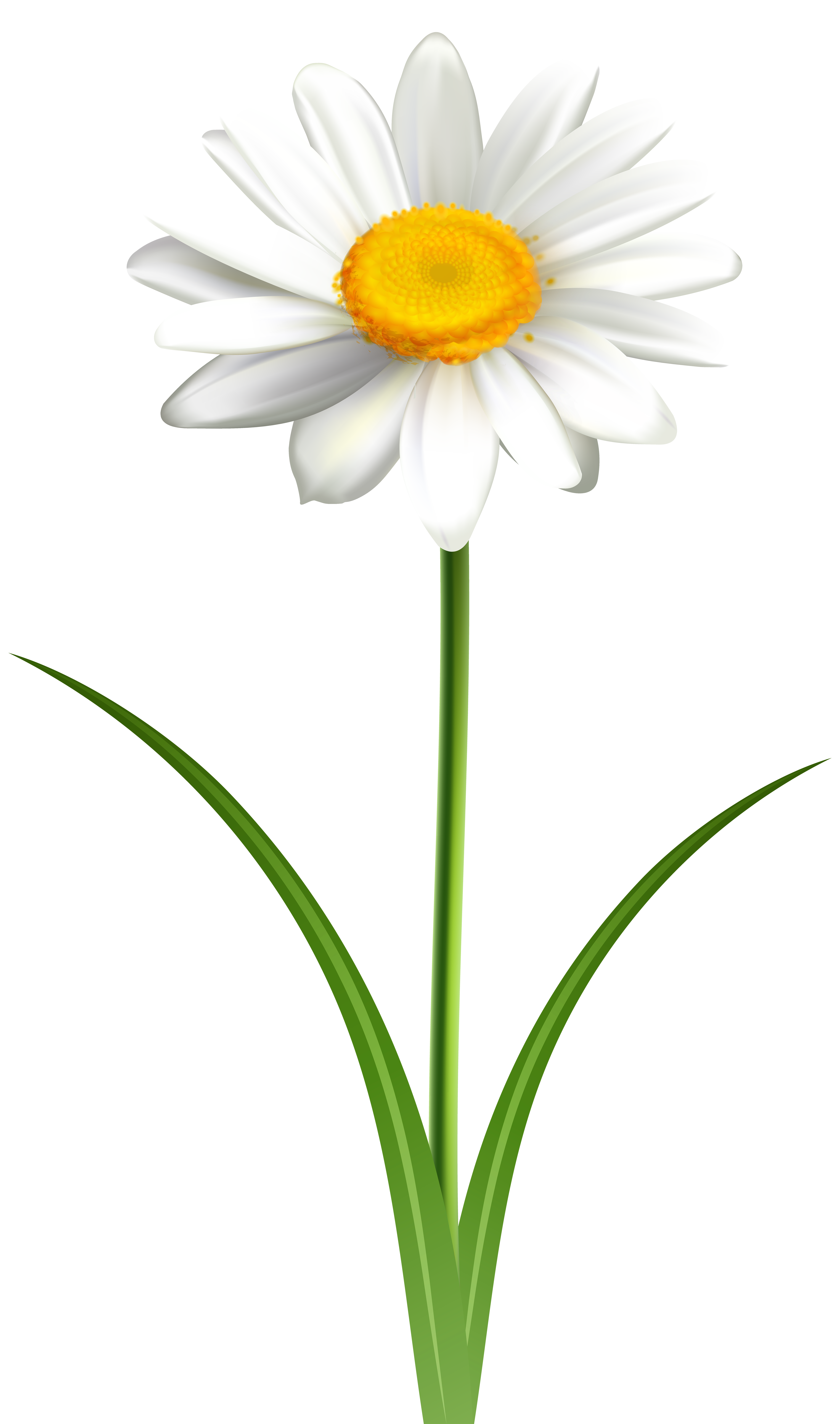Daisies clipart flowr, Daisies flowr Transparent FREE for download on