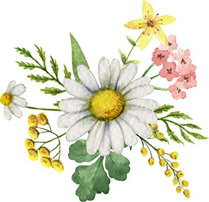 Beautiful simple floral bunch. Daisy clipart 8 flower