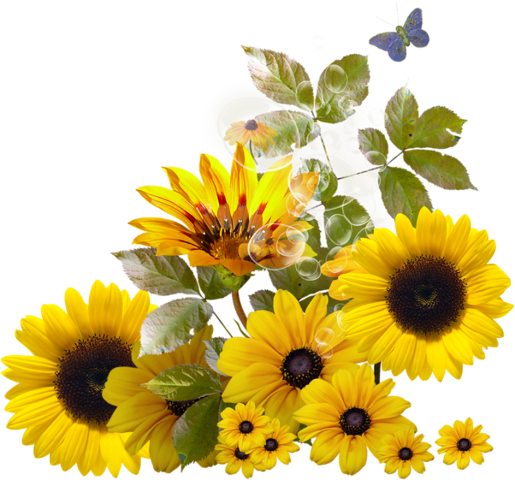 Free Free 73 Transparent Background Stem Sunflower Clipart SVG PNG EPS DXF File
