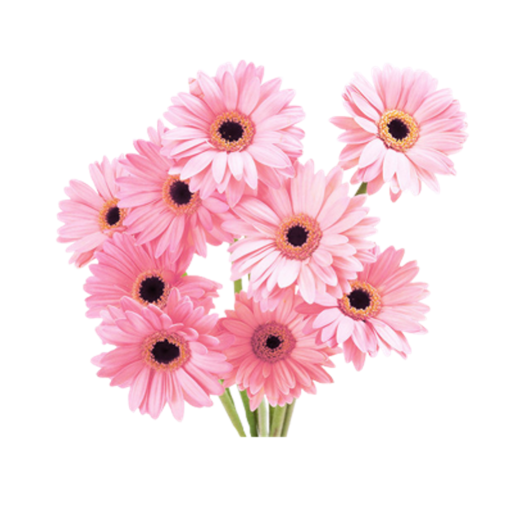 flower overlay png