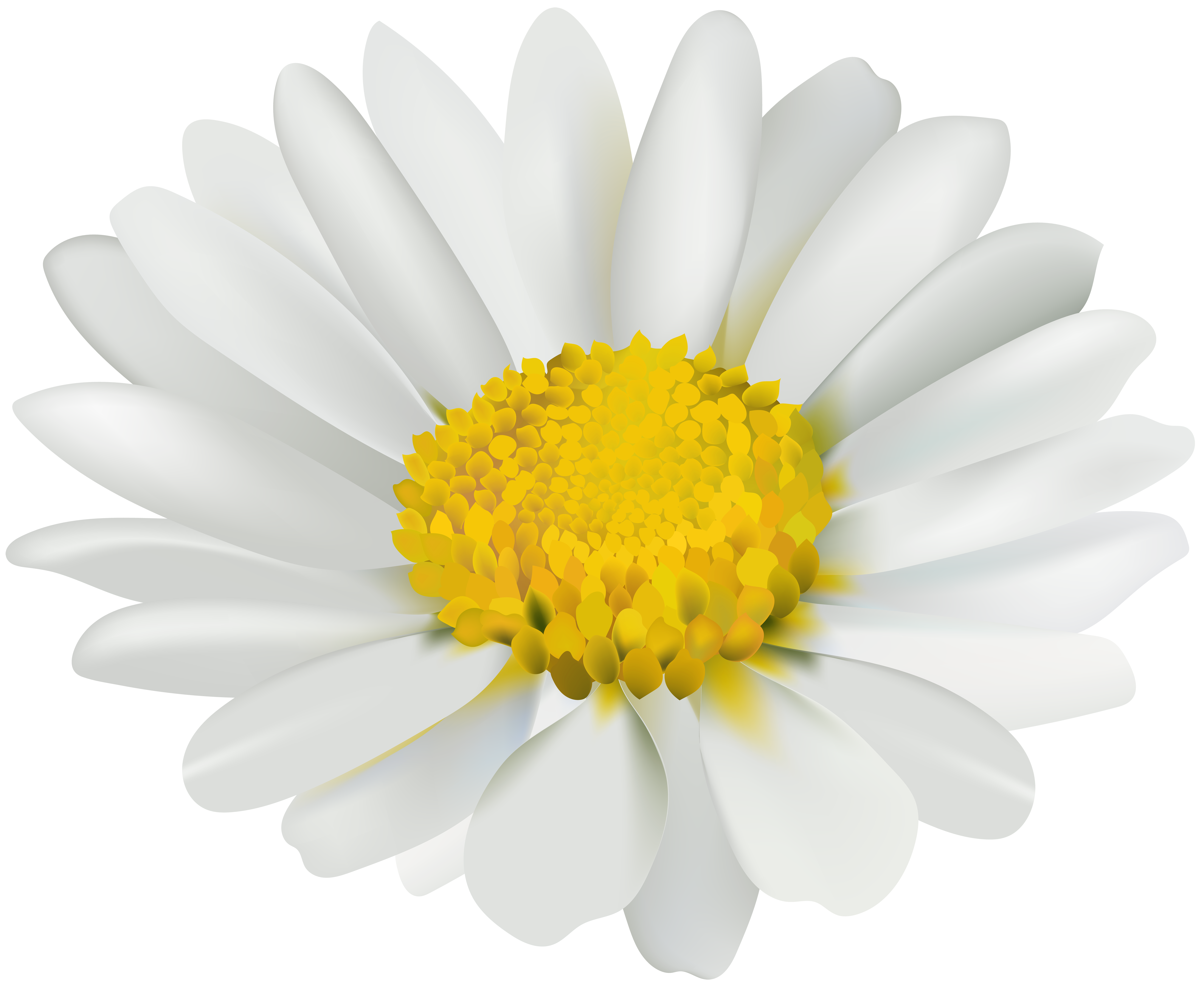 Transparent clip art image. Daisy clipart chamomile flower