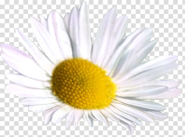 White transparent background png. Daisy clipart chamomile flower
