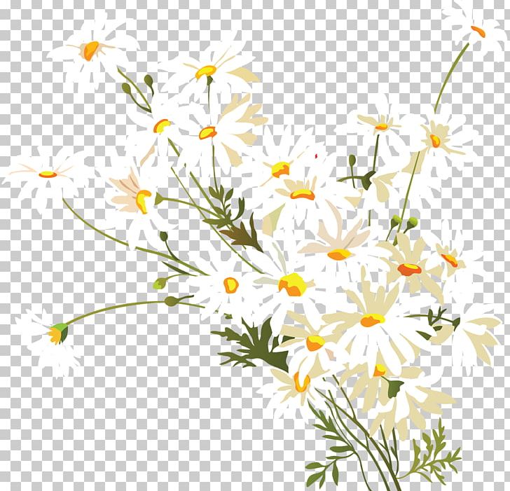 Daisy clipart chamomile flower. Common png branch camomile