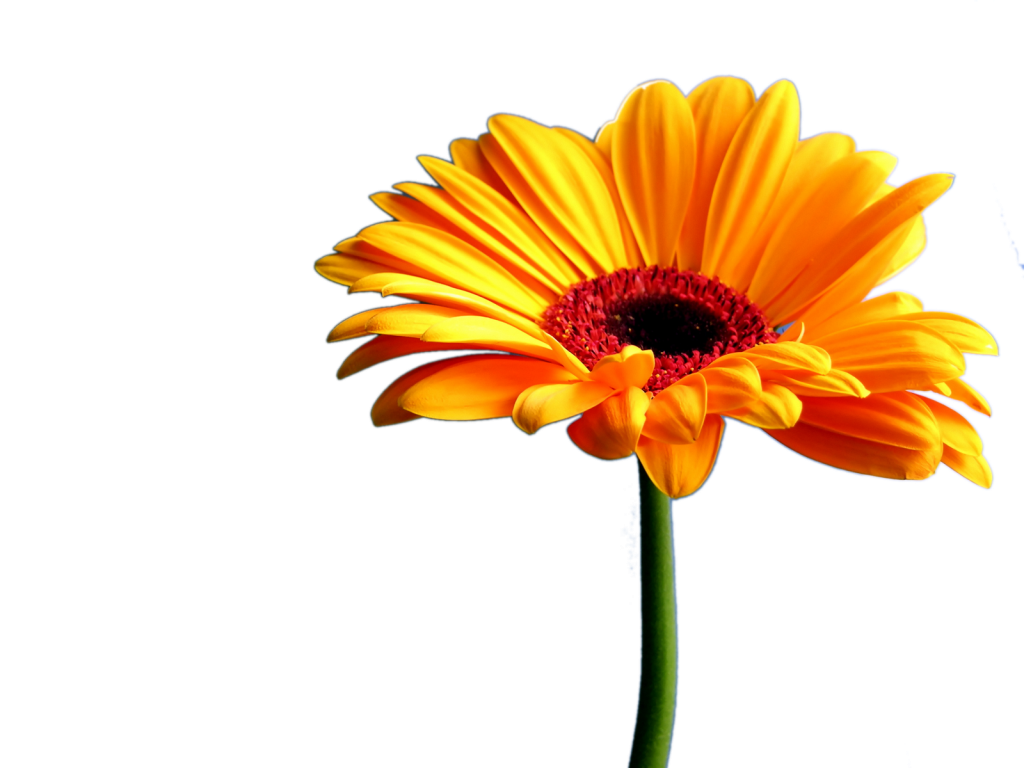Gerbera cliparts free download. Daisy clipart colorful daisy
