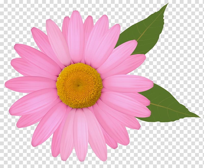 Daisy clipart colorful daisy. Pink gerbera flower illustration
