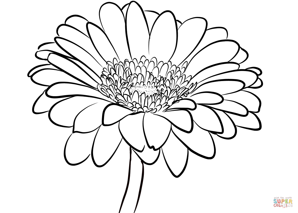Daisy clipart coloring page. Gerbera free printable pages