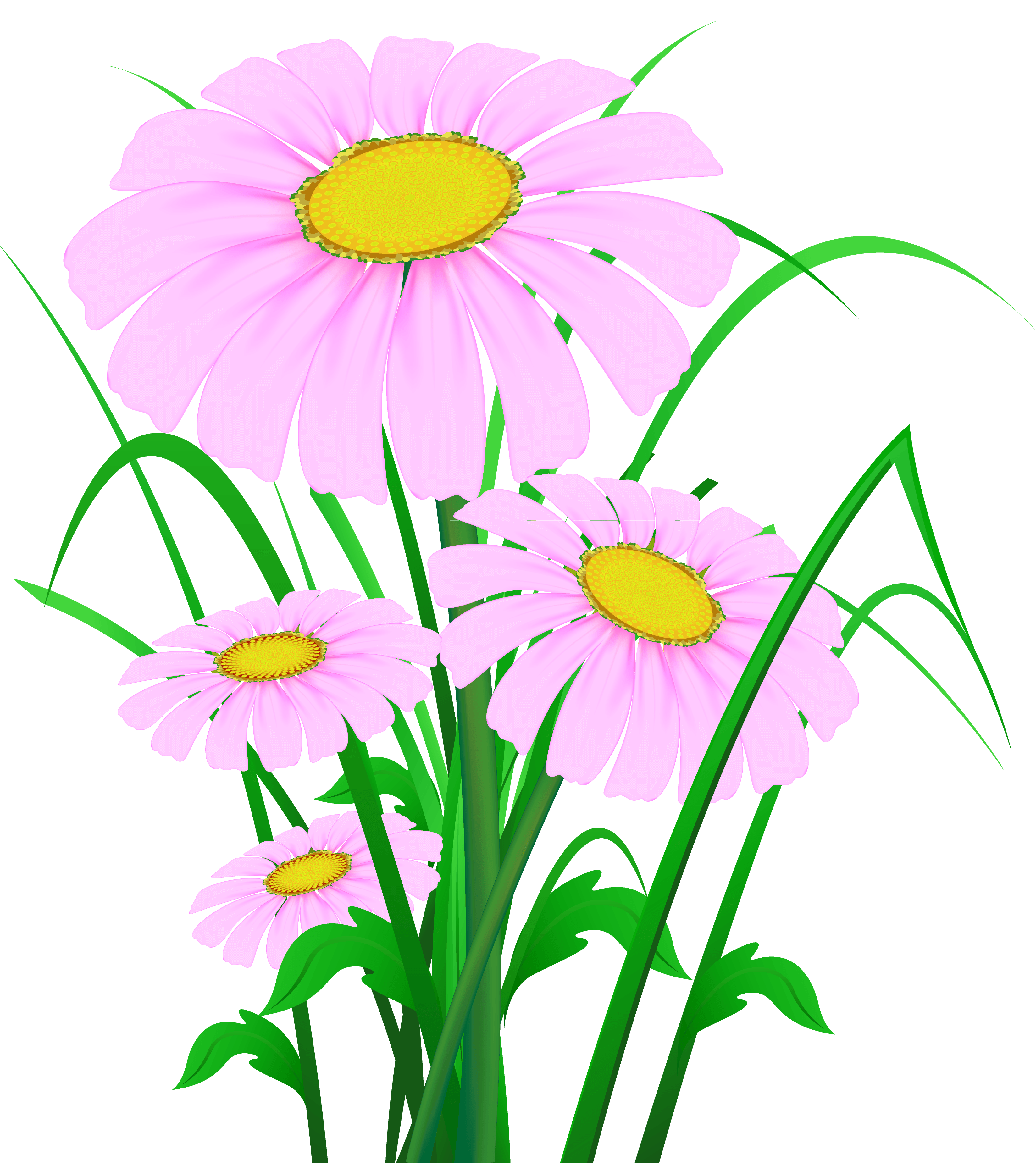 Transparent cliparts zone pink. Daisy clipart daisie