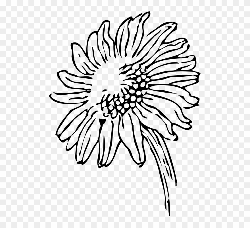 Daisy clipart design. Black and white sunflower