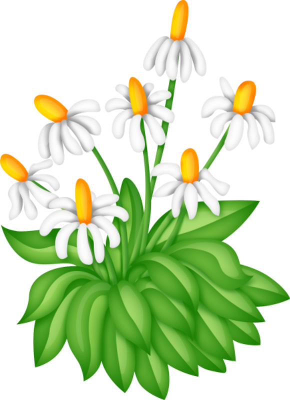 daisy clipart flores