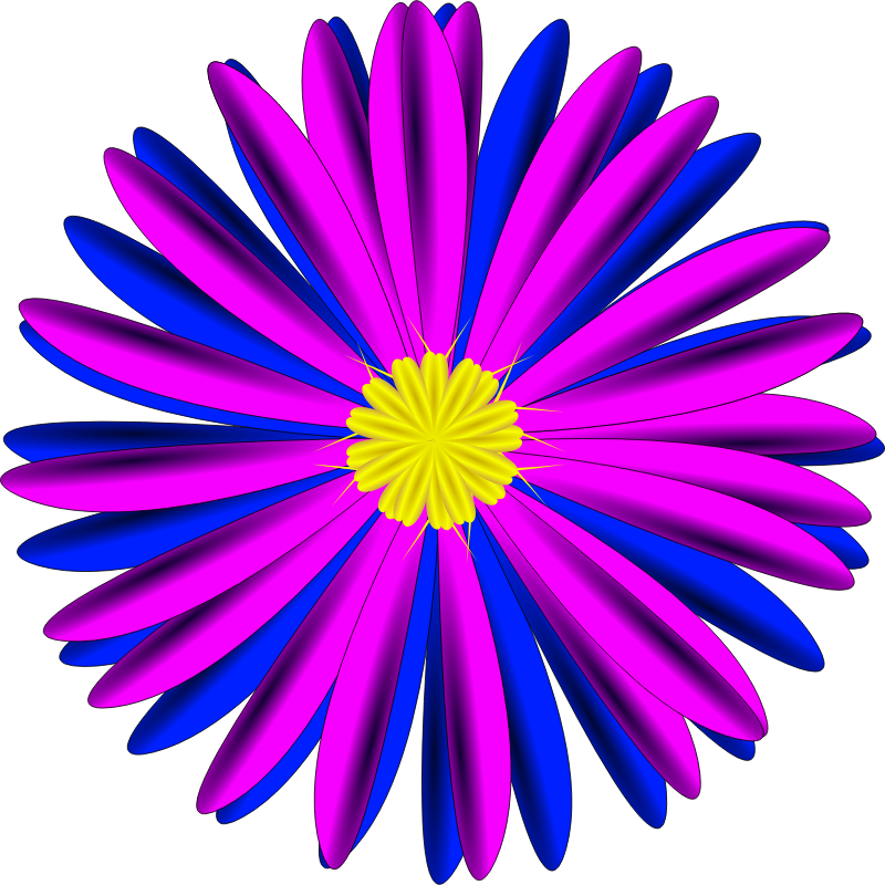 daisy clipart fuschia flower
