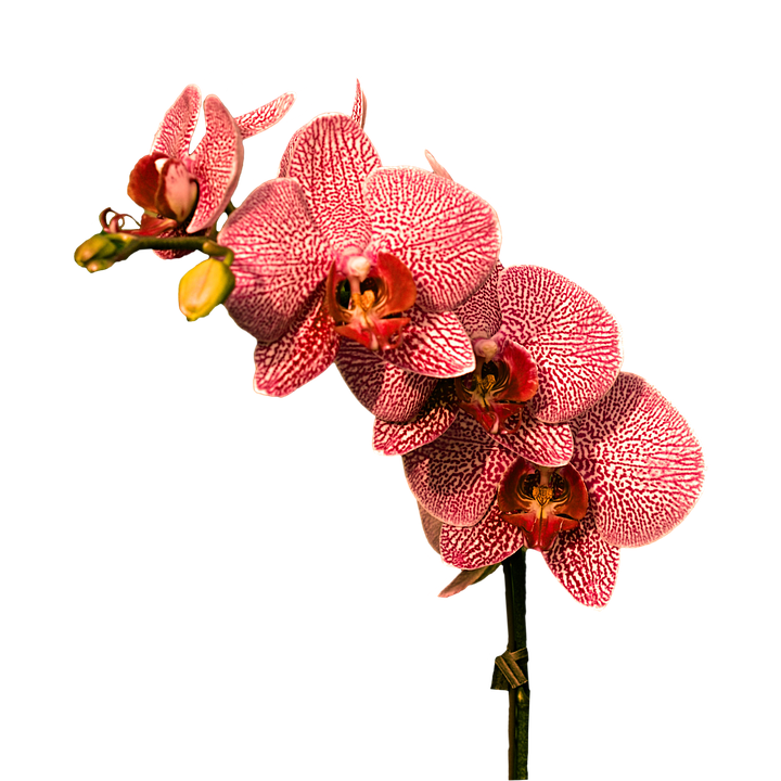 Daisy clipart fuschia flower. Collection of cliparts buy