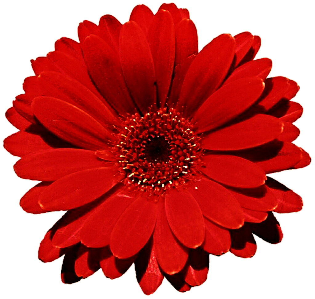 daisy clipart gerber daisy