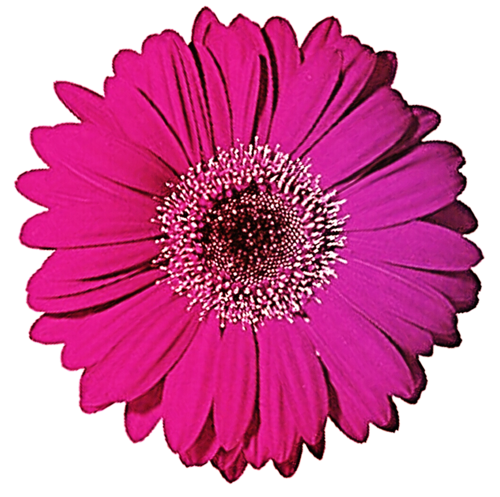 daisy clipart gerber daisy