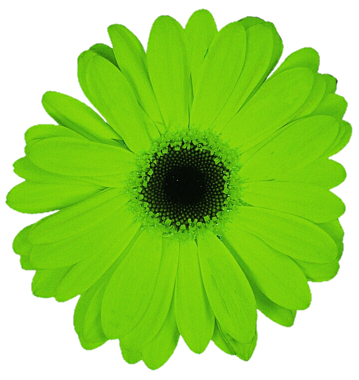 daisy clipart green daisy