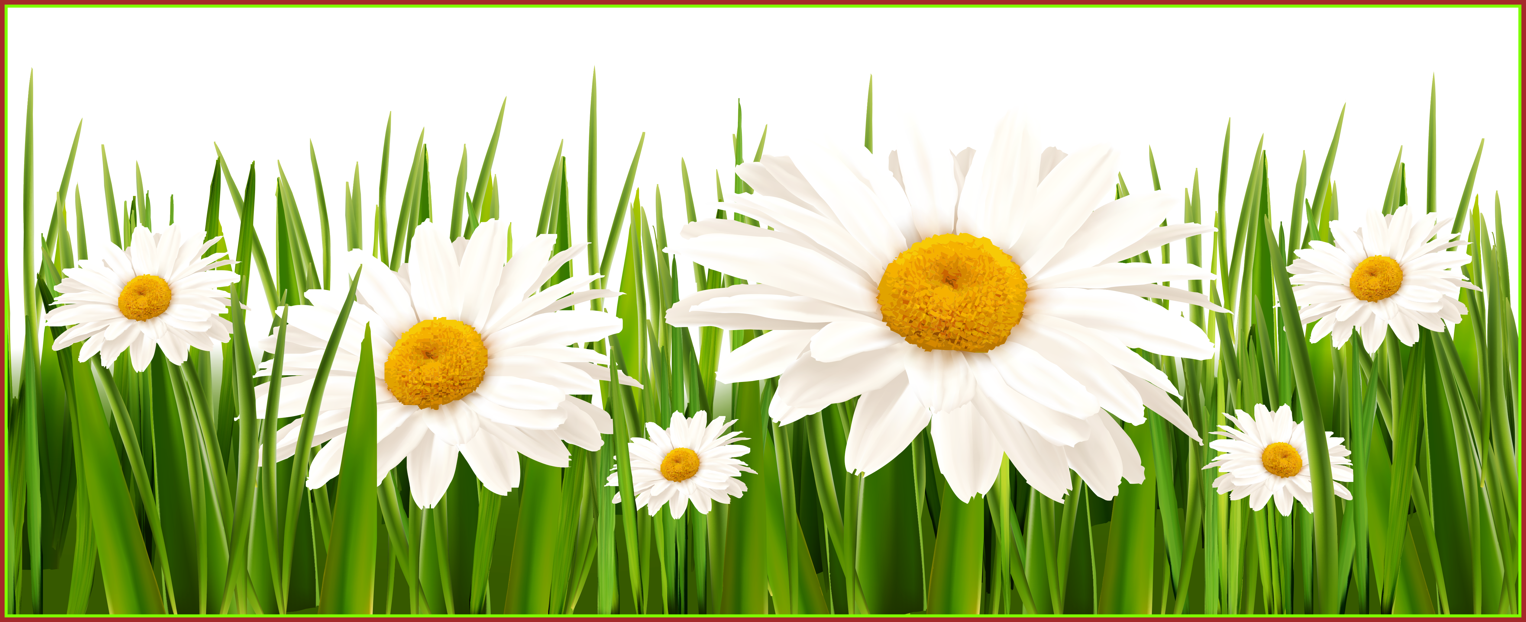 Appealing and white flowers. Daisy clipart high grass