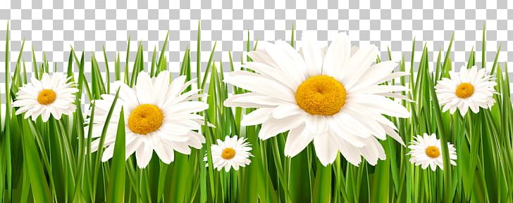 Daisy clipart high grass. White clover flower grasses