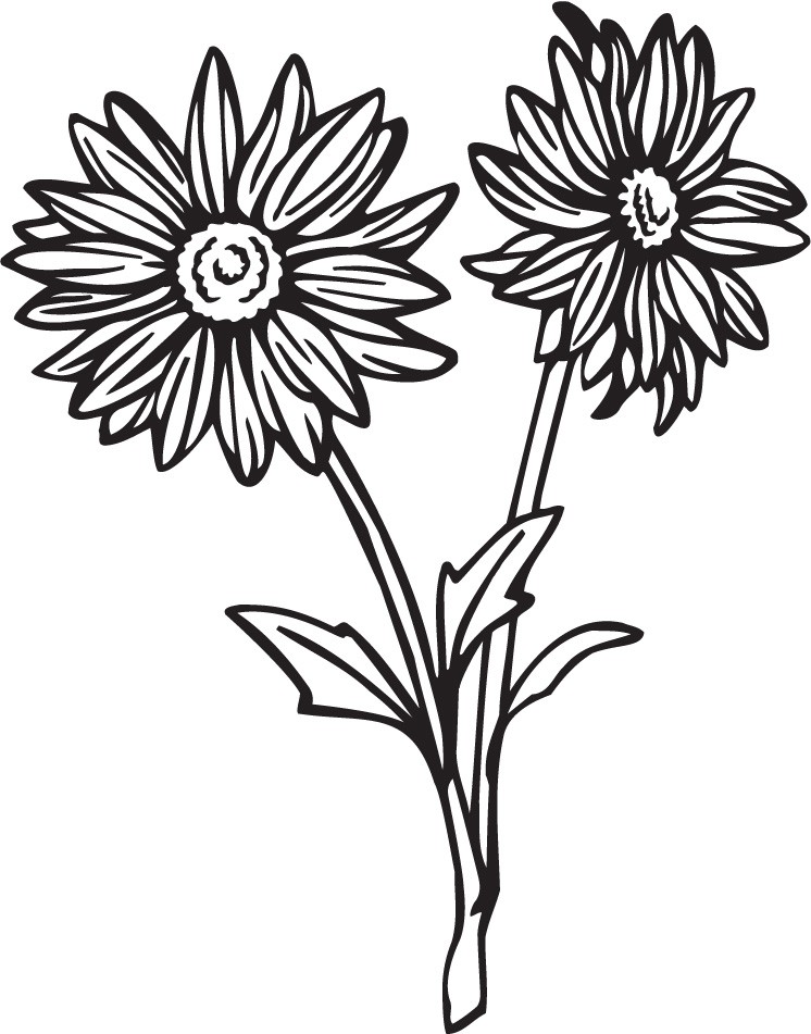 daisy clipart line drawing flower