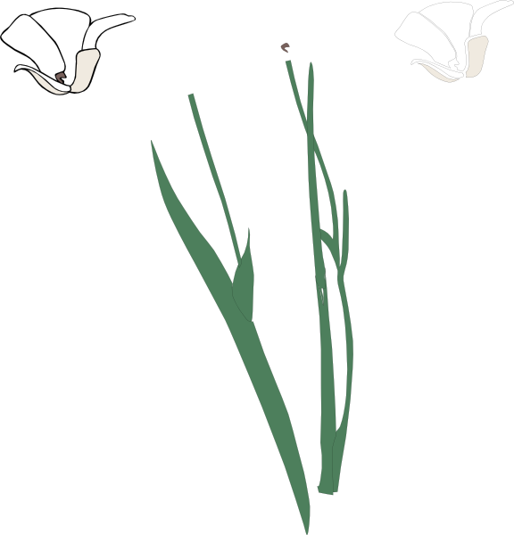 daisy clipart long stem flower