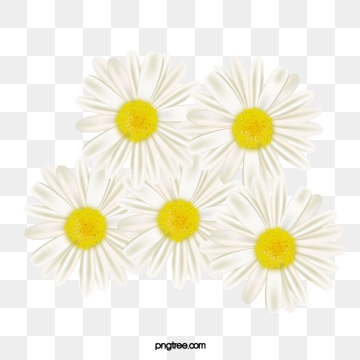 daisy clipart one flower