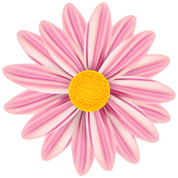 daisy clipart pink daisy