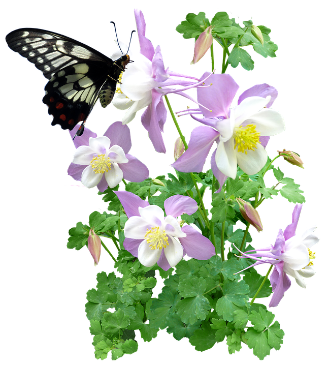 insect clipart flower