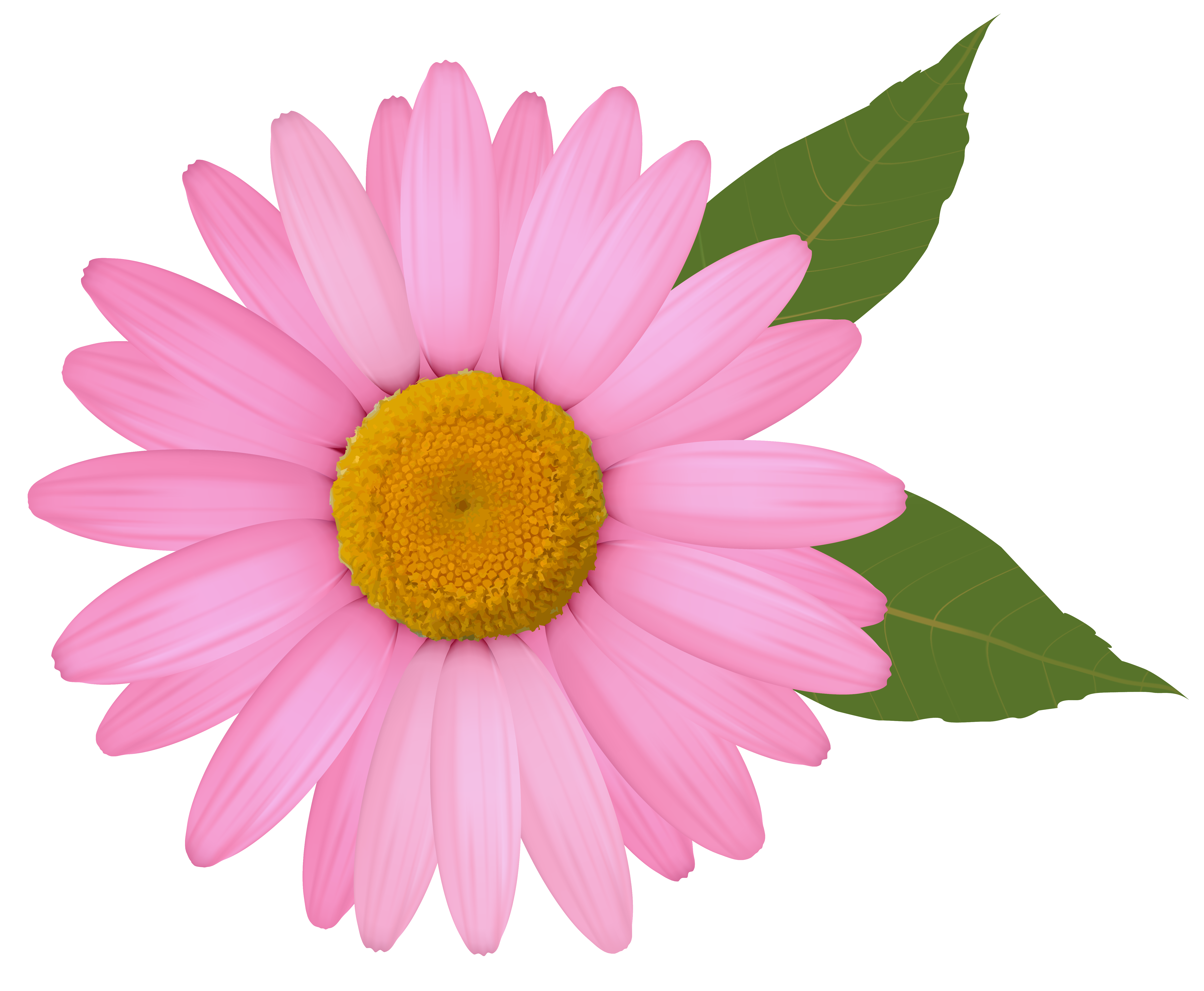 For free images . Daisy clipart printable